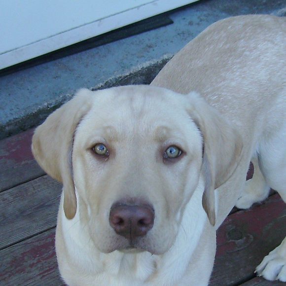 Meet your Posher, Leroy - Picture 1 of 1